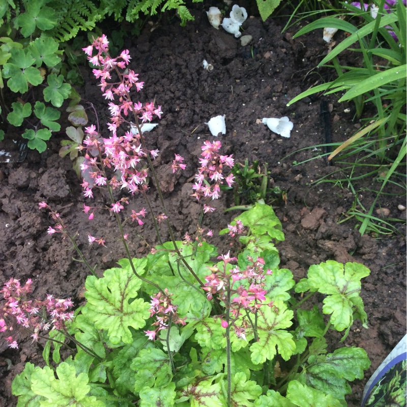 Plant image x Heucherella 'Tapestry'