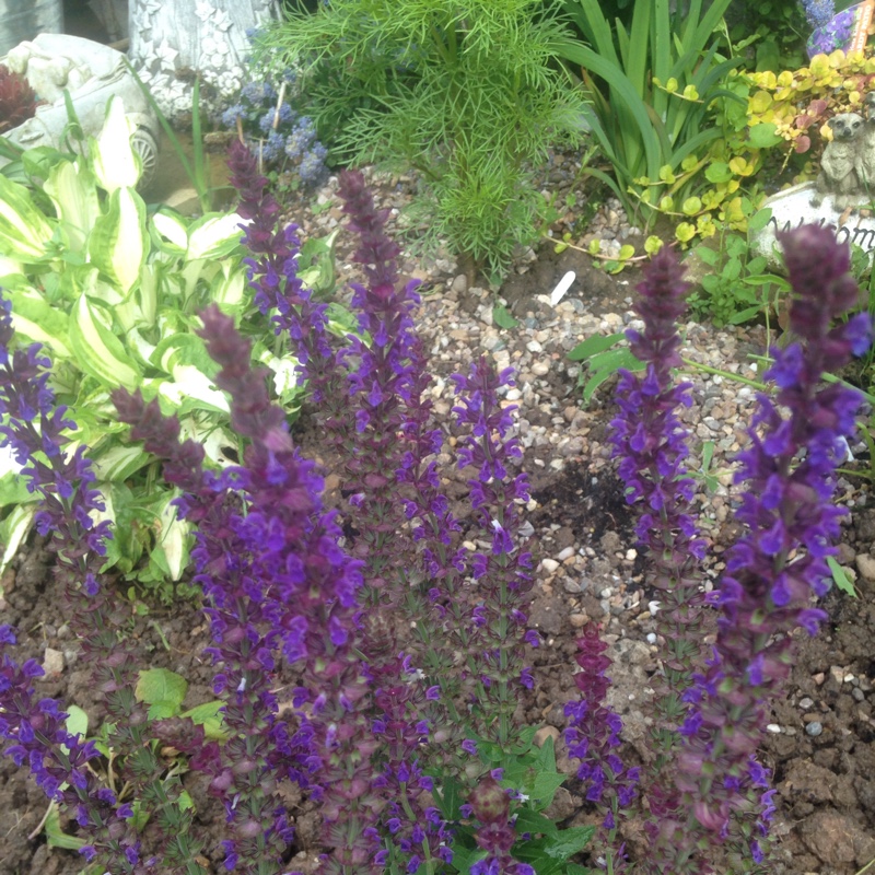 Plant image Salvia x sylvestris 'Blauhugel' syn. Salvia nemorosa 'Blue Mound', Salvia nemorosa 'Blauhugel', Salvia 'Blue Hills'