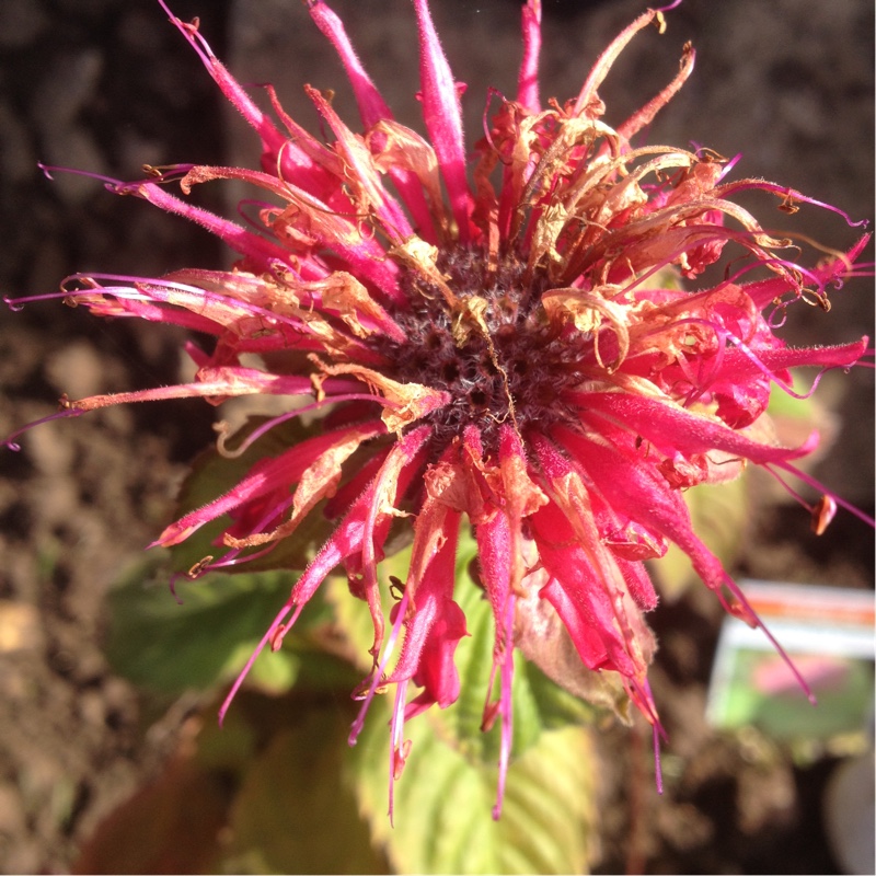 Plant image Monarda 'Pink Supreme'