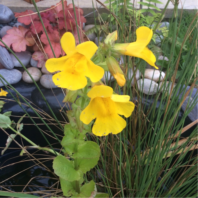 Plant image Mimulus Guttatus