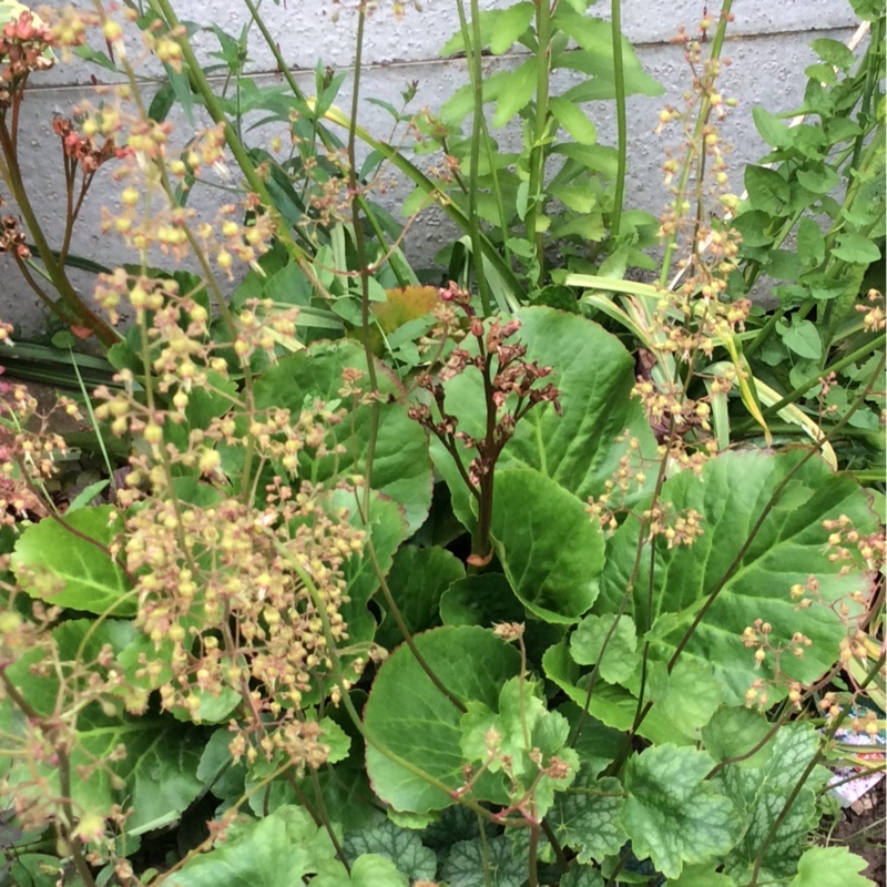 Plant image Heuchera 'Dales Strain'