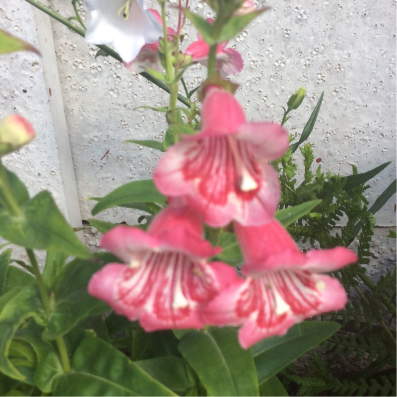 Plant image Penstemon 'Strawberries And Cream'