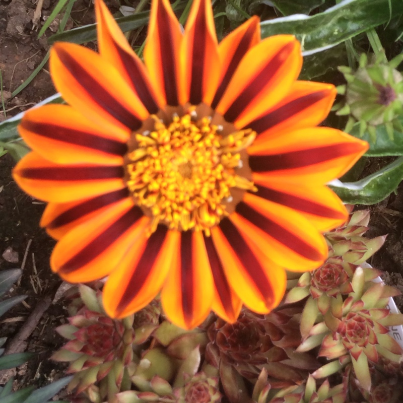 Plant image Gazania 'Sunbathers Tikal'