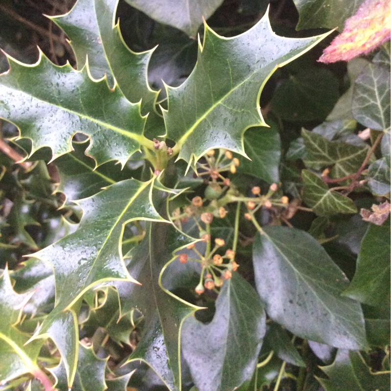 Plant image Ilex aquifolium 'Golden van Tol'