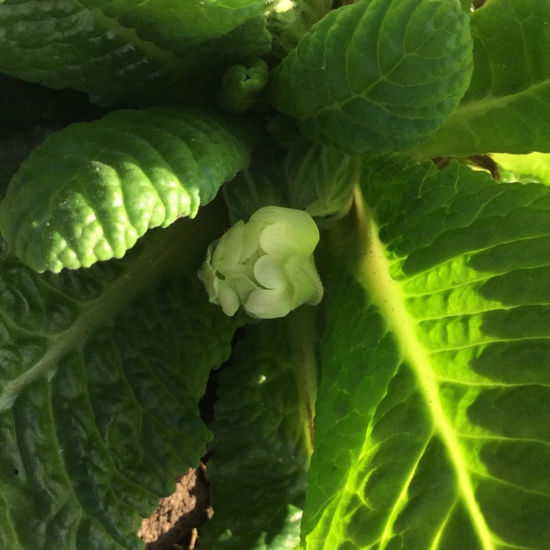 Plant image Primula acaulis 'Primlet Golden Shades'