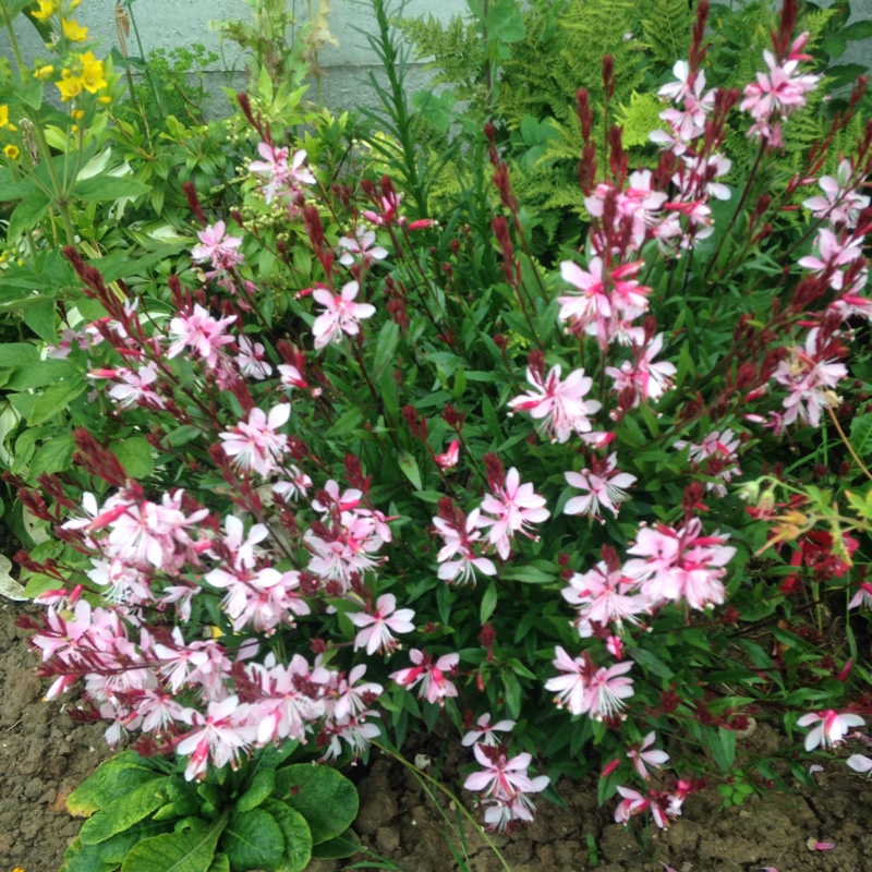 Plant image Oenothera lindheimeri  syn. Gaura lindheimeri