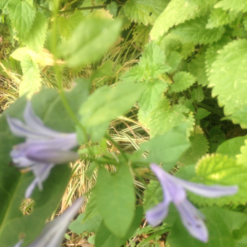 Plant image Agapanthus 'Thumbelina'