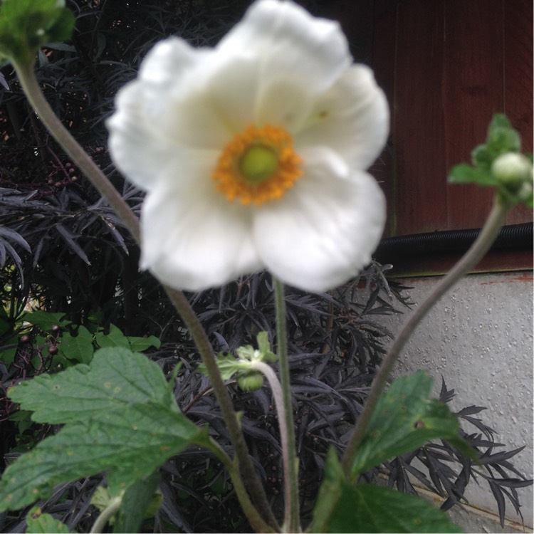 Plant image Anemone Hupehensis var. japonica 'Alba'