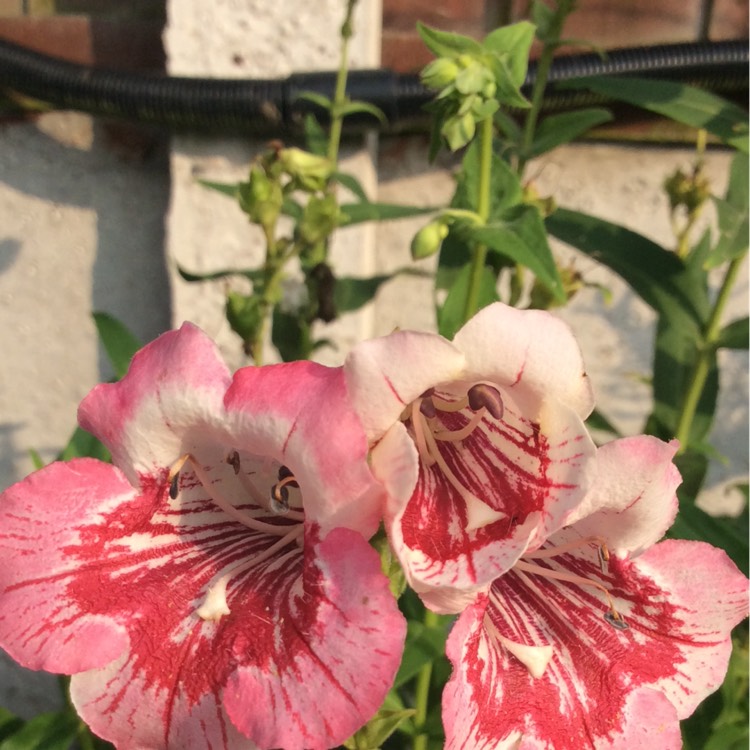 Plant image Penstemon 'Strawberries And Cream'