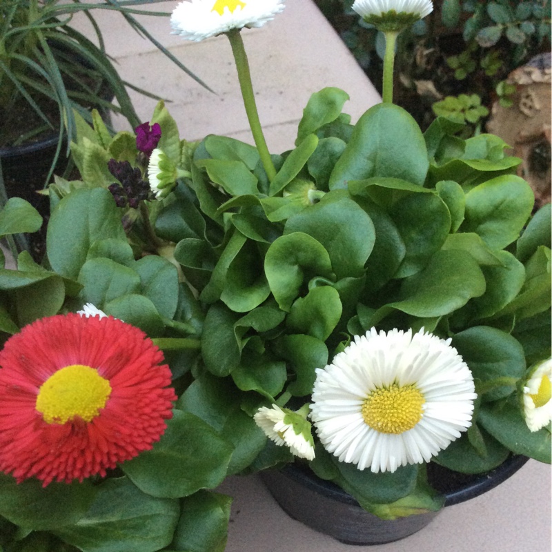 Plant image Bellis perennis 'Big Bob'