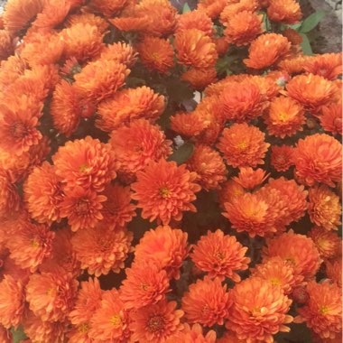 Chrysanthemum x rubellum 'Autumn Bronze'