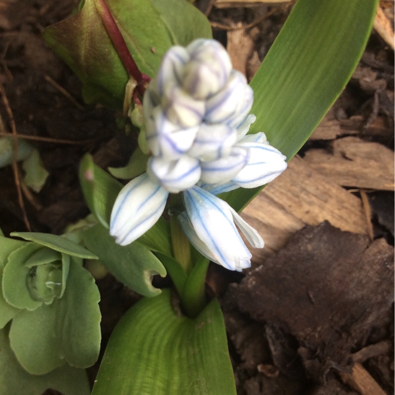 Plant image Puschkinia scilloides