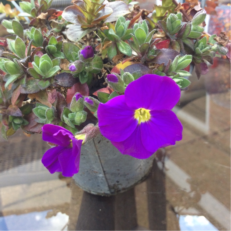 Plant image Aubrieta gracilis 'Kitte Blue'