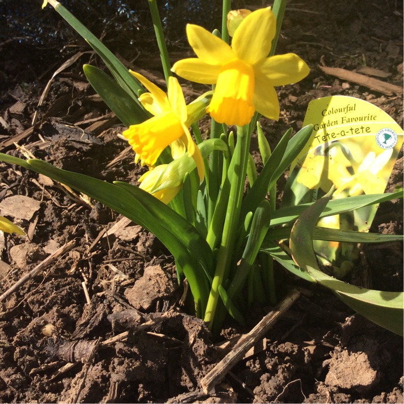 Narcissus 'Tête-à-Tête'