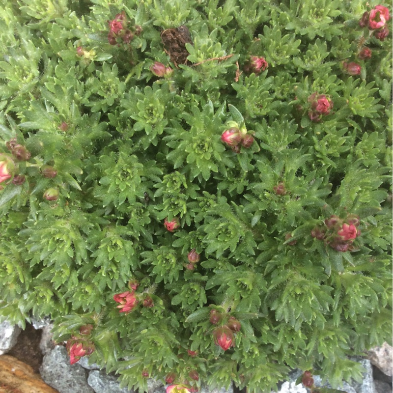 Plant image Saxifraga 'Peter Pan'