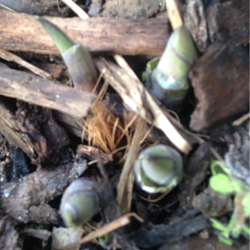 Plant image Hosta 'Antioch'