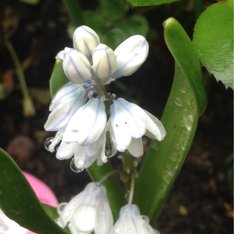 Plant image Puschkinia scilloides