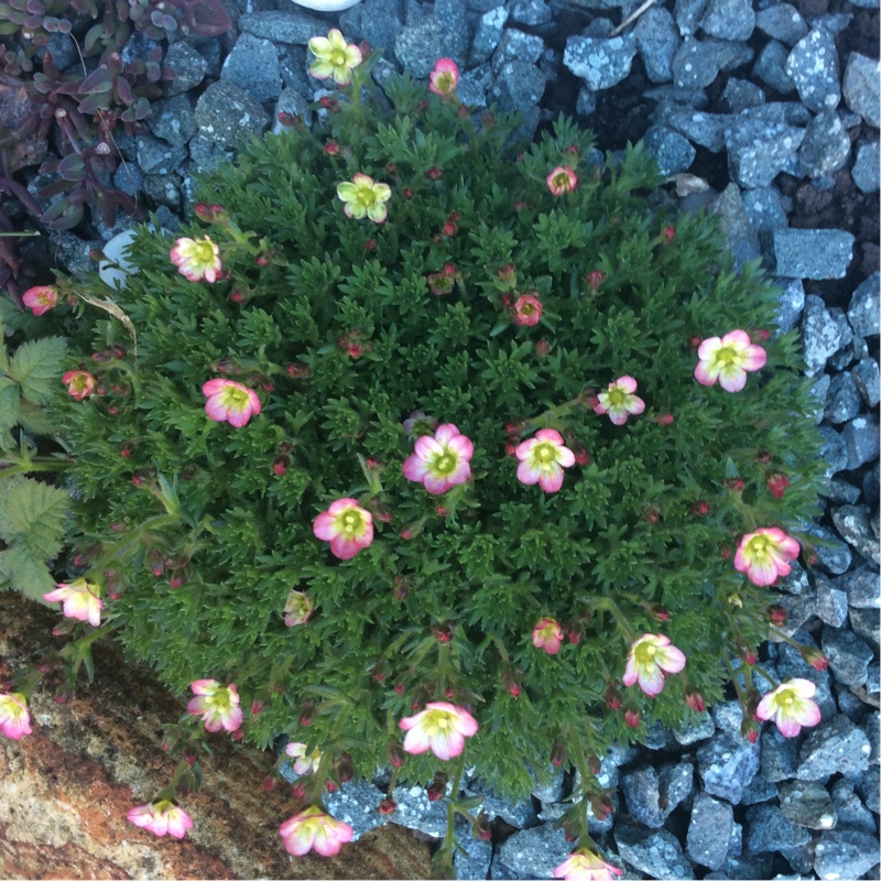 Plant image Saxifraga 'Peter Pan'