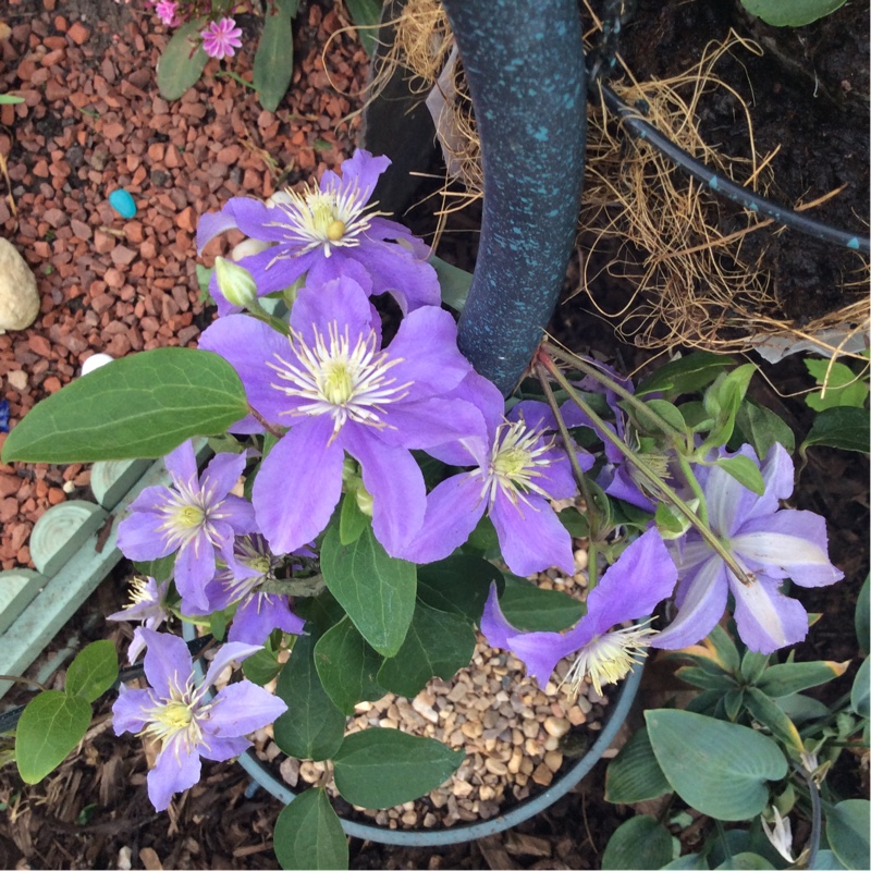 Clematis viticella 'Justa'