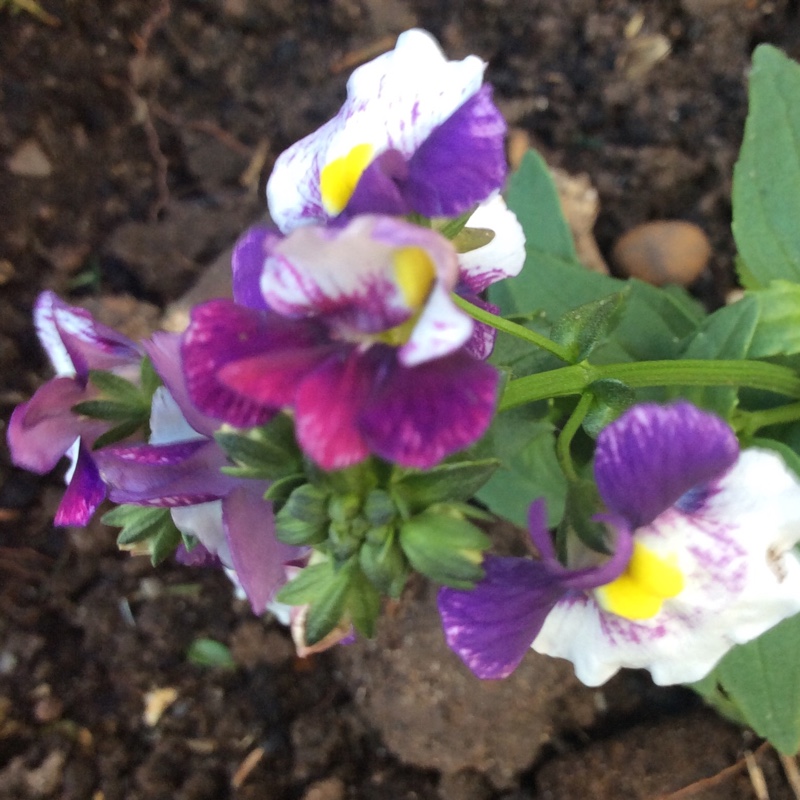 Plant image Nemesia 'Berries And Cream'