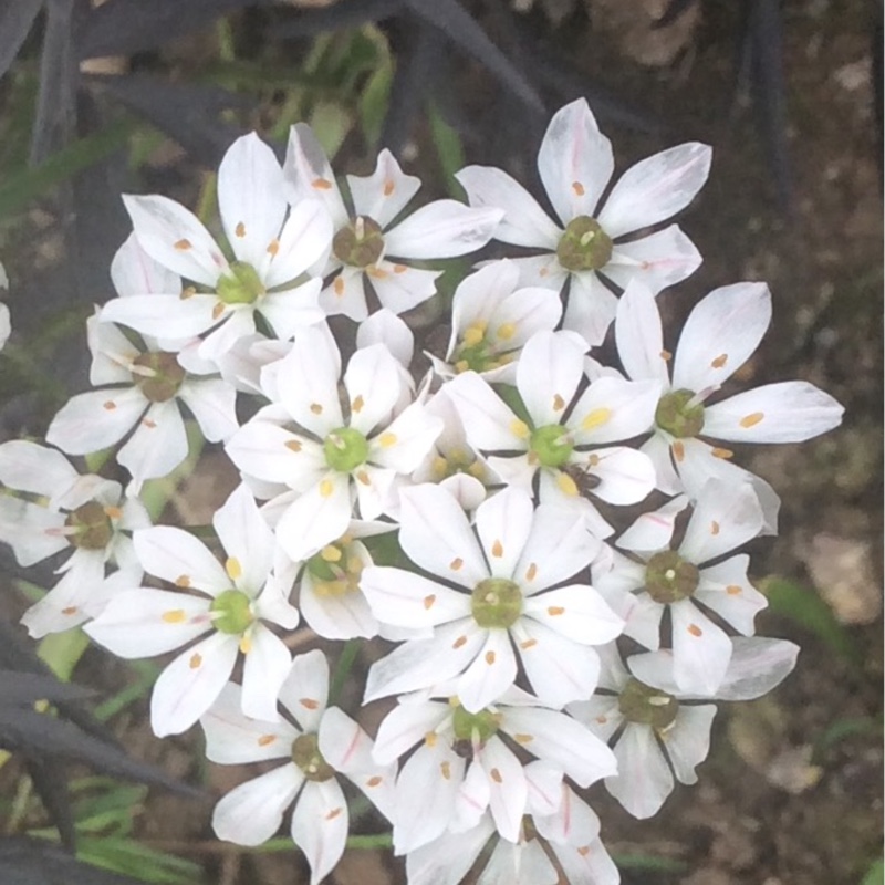 Plant image Allium subhirsutum