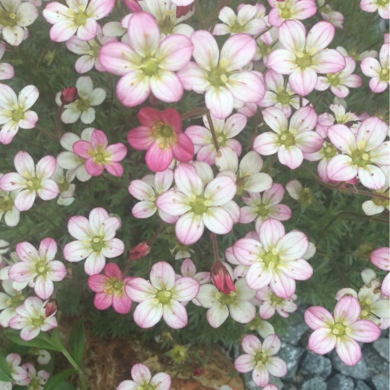 Plant image Saxifraga 'White Pixie'