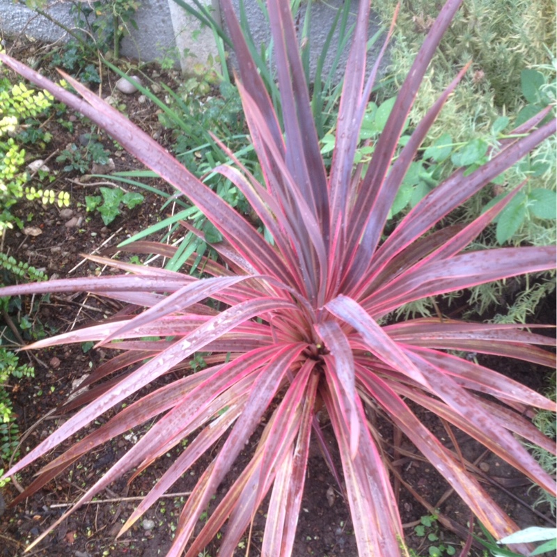 Plant image Cordyline australis