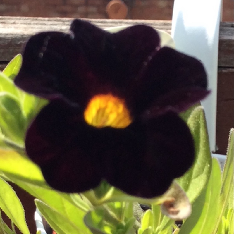 Plant image Calibrachoa 'Can Can Black Cherry'