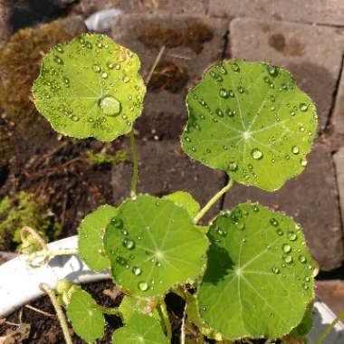 Nasturtium