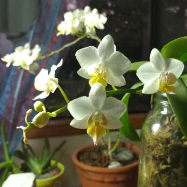 Dendrobium Orchid