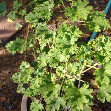 Pelargonium 'Citrosum' syn. Pelagonium citrosum, Pelargonium graveolens 'Citrosum'