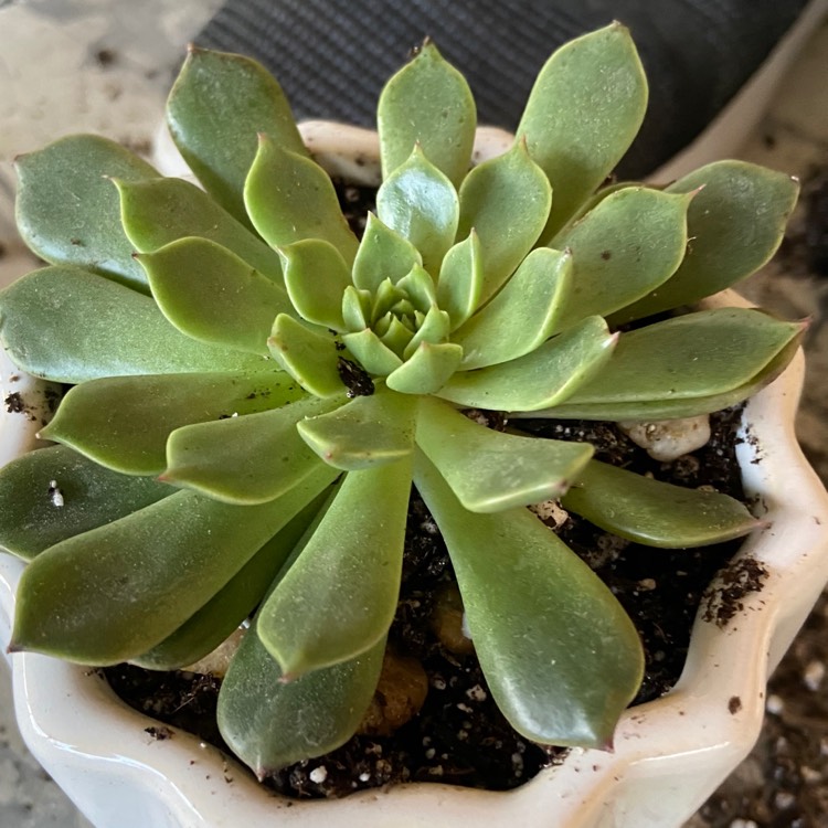 Plant image xGraptoveria Olivia