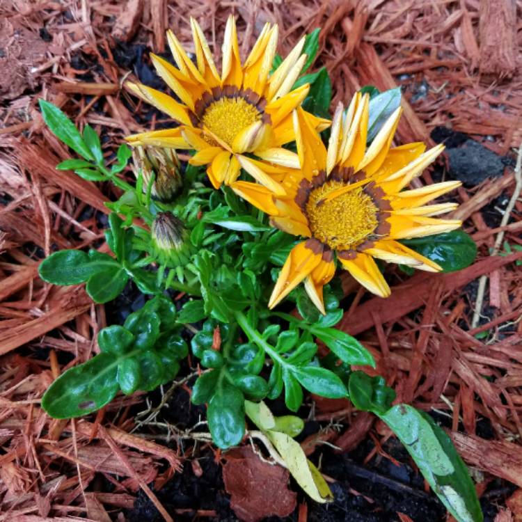 Plant image Gazania 'Daybreak Bright Orange'