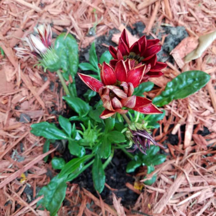 Plant image Gazania 'Apache'