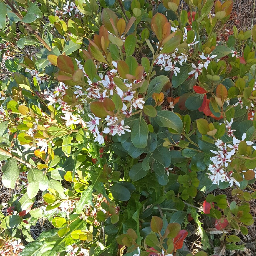 Plant image Rhaphiolepis indica