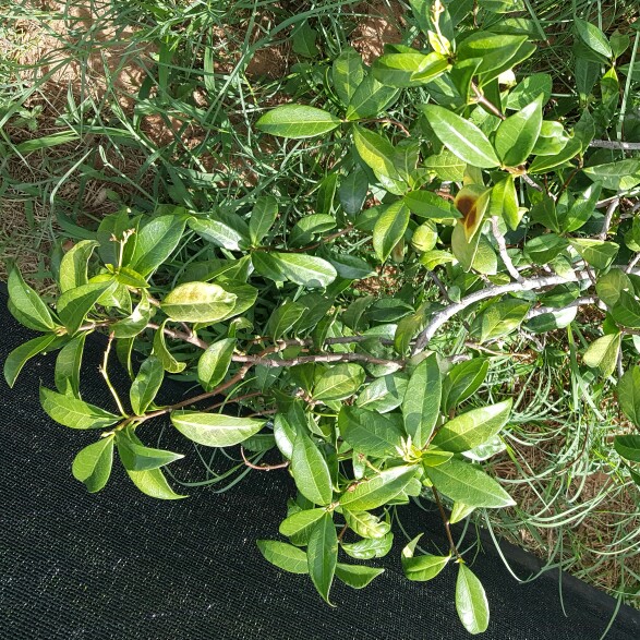 plant image 140404