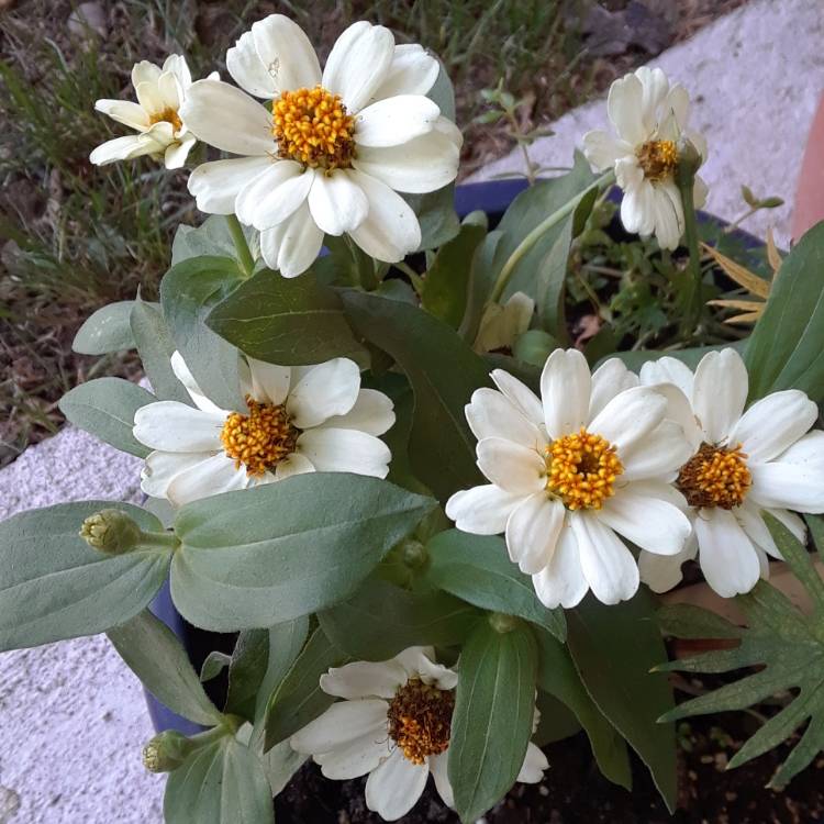 Plant image Zinnia 'Profusion White' (Profusion Series)