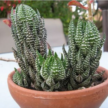 Haworthia 'Zebra'