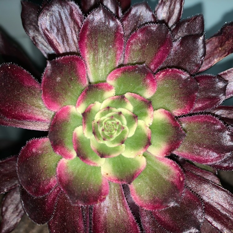 Plant image Aeonium 'Mardi Gras' 