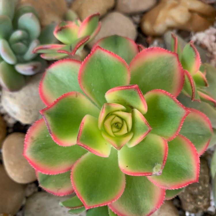 plant image 1421105