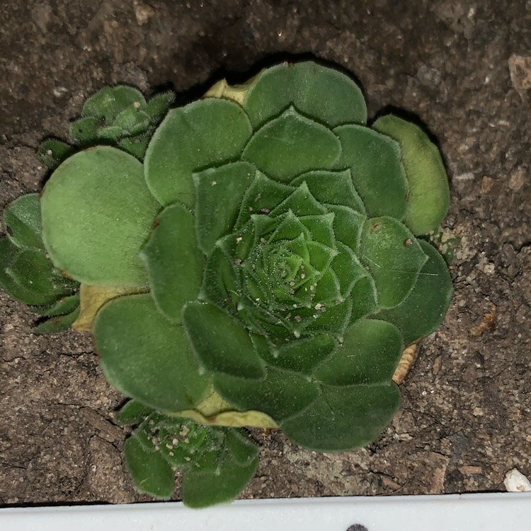 plant image 1421108