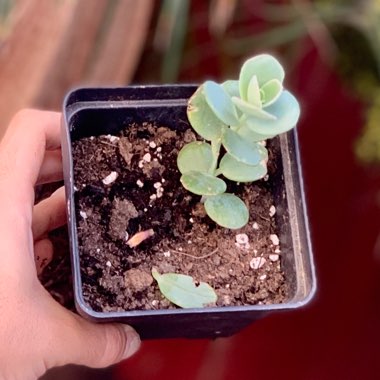 Kalanchoe marnieriana