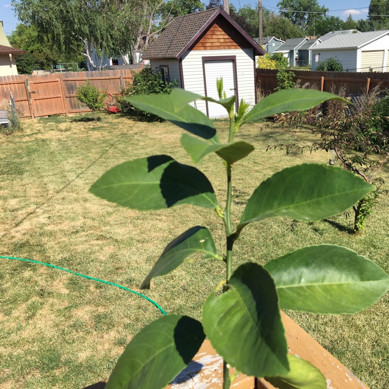 Meyer Lemon Tree