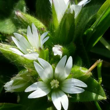 Cerastium glomeratum