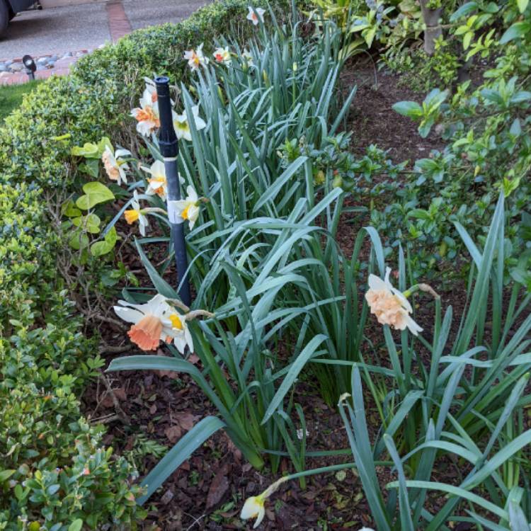 Plant image Narcissus 'Pink Charm'