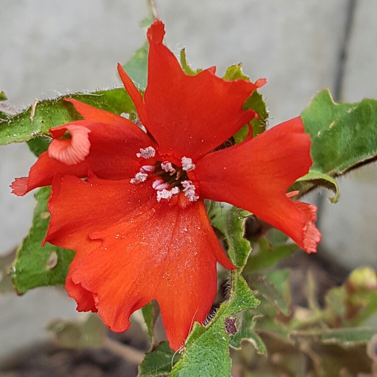 Plant image Lychnis 'Molten Lava'