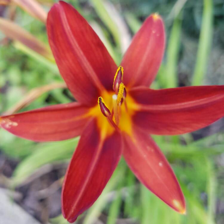 Plant image Hemerocallis 'Sammy Russell'