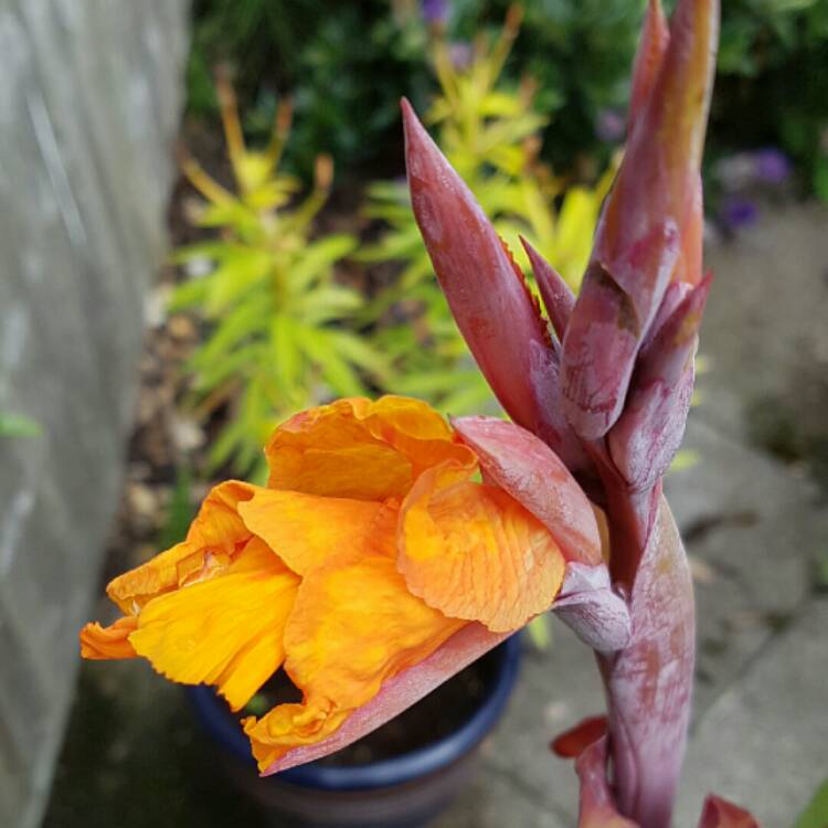 Plant image Canna 'Black Knight'