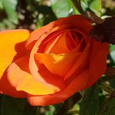 Hybrid Tea Rose 'Dawn Chorus'