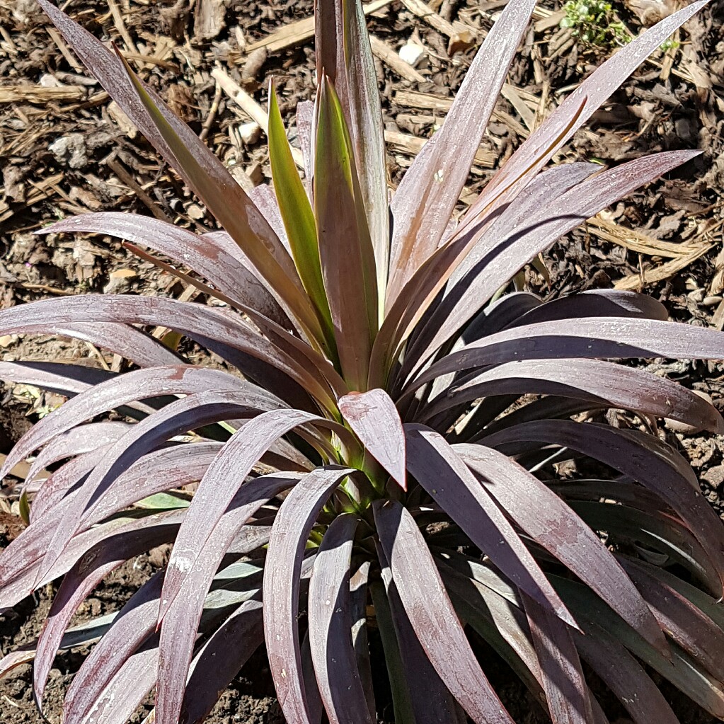 Plant image Yucca gloriosa 'Variegata'